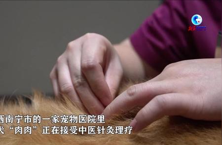 全球视野 | 后95世代宠物医师采用针灸治疗猫狗，传承传统中医技术