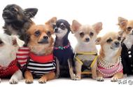 让你的狗狗变身时尚达人：十款最可爱的狗服装风格