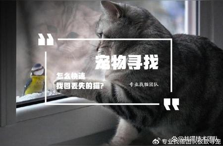 走失猫咪紧急寻回指南