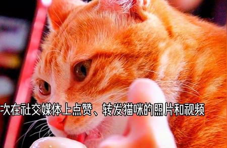 小猫咪的趣味故事集锦