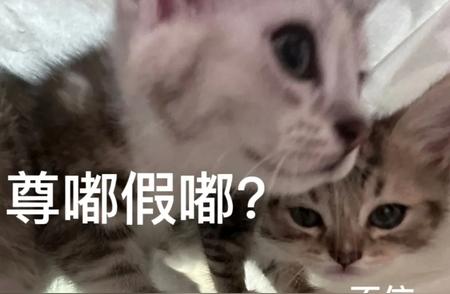 面相委屈的小猫：弱智或误解？