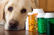 宠物狗必备药品：如何打造你的犬类急救药箱？