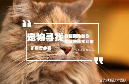 丢失猫咪？专业寻宠团队助您快速找回