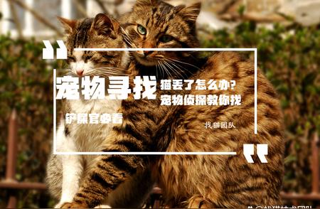 失踪猫咪紧急寻回：宠物搜索指南