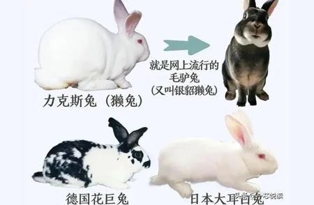 兔子品种全指南：分类详解与饲养技巧