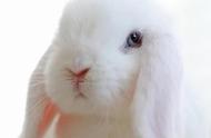 兔子知识全解析：宠物兔是否会攻击主人？