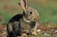 盘点中国境内的20种兔：找出最珍稀的品种