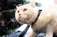 如何安全地带您的爱猫外出：三项准备工作指南