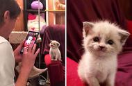 网友分享：如何拍出迷人的猫咪写真？