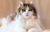 全球十八只最迷人猫咪：看一眼就爱上的呆萌魅力