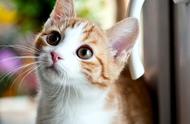 萌宠特辑：11张超可爱小猫咪的精美壁纸