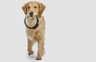 狗狗训练指南：轻松让宠物适应佩戴项圈和牵引绳