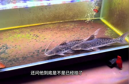 半年养鱼成果：30cm三间鼠首次展示进食！