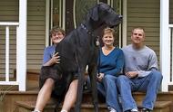 揭秘身价高得数不清的世界上最大的狗