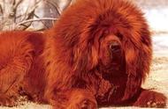 纯红藏獒狮子獒：揭秘价值1580万的奢华犬种