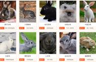 养宠指南：首先认识不同品种的宠物兔