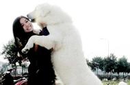 爱犬如雪：这六种白色狗狗品种，宠主必看！