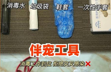 春节宠物照看需求激增，专业喂养服务受热捧