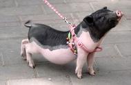 宠物猪：人类宠爱的小动物
