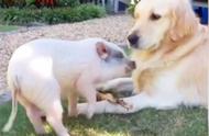 新家庭成员：宠物猪的到来让金毛犬变身“小猪守卫”