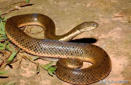 中国南方常见蛇类揭秘：你能叫出它的名字吗？