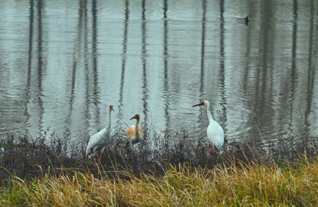 鄱阳湖生态湿地公园迎来首次白鹤造访