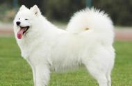 探索白色皮毛犬种：萨摩耶犬的魅力