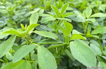 多年生牧草养殖兔子的首选：紫花苜蓿的营养价值