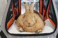 揭秘全球最大兔子：一米三巨兔成网红，食欲惊人却异常亲近人！