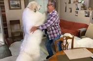 重达120斤的大白犬热情迎接主人，但它不是萨摩耶