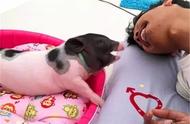 泰国青年将宠物猪视作爱人，共餐同眠展现深情