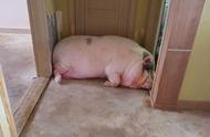 韩国男子养宠物猪三年体重达600斤 遭遇邻里投诉