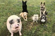 美国家庭：宠物猪与5只狗的不解之缘