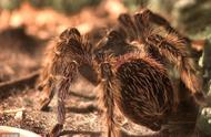 巨型宠物蜘蛛：捕鸟蛛的美丽与力量