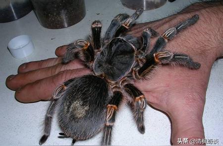 28张令人震惊的动物照片：毛腿蜘蛛成为宠物，乌龟紧紧咬住狗爪子