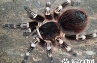 巨型宠物蜘蛛：重量高达120克