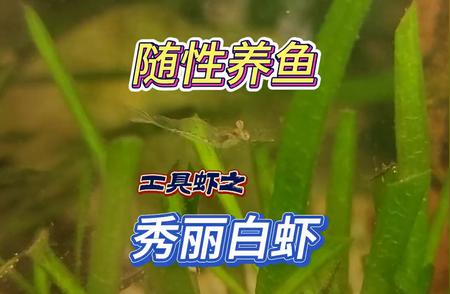 观赏虾：美丽与实用的完美结合