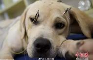 上海宠物诊所：4年针灸艾熏，治愈2000只猫狗