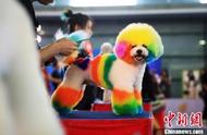 上海盛大开幕：第22届亚洲宠物展规模空前