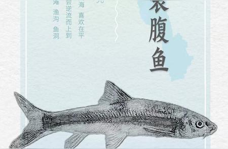 钓鱼爱好者必备：中华鱼类图鉴大全（一）