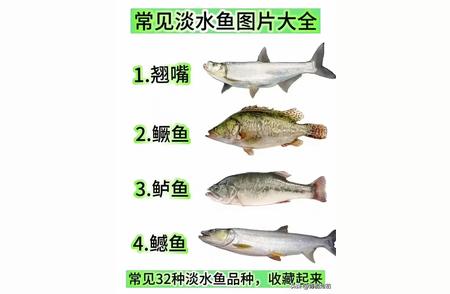 钓鱼者的宝典：《中国淡水鱼图鉴》全收录