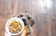 冬季养狗指南：如何正确喂养你的宠物？