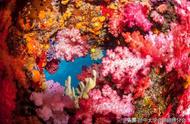 探索海洋的奥秘：珊瑚的秘密