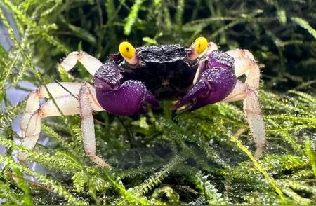 揭秘吸血鬼蟹：神秘生物的真实身份