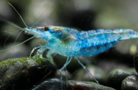 探索蓝虾的美丽世界：海鲜中的瑰宝