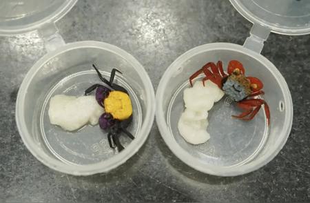 澳门女子携带吸血鬼蟹进境遭拦截：90只螃蟹背后的秘密