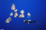 马尔代夫环礁岛深海探秘：与鱼共舞的美妙体验
