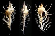 揭秘海洋奇迹：探索栉棘骨螺的神秘世界