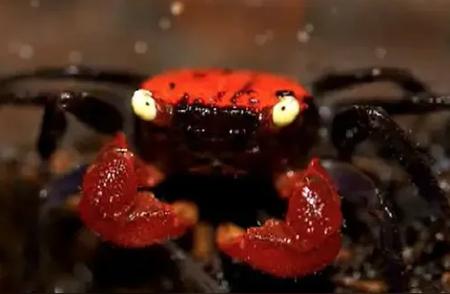 揭秘“吸血鬼蟹”：女子携带外来物种入境被查，网友热议其食用价值
