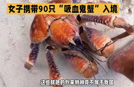 女子携带90只“吸血鬼蟹”引发社会关注，这种入侵生物到底有何危害？
